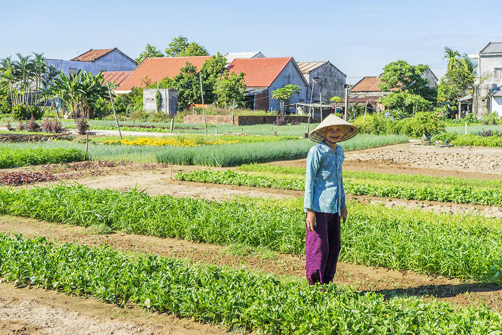 Tra Que Vegetable Village Hoi An Vietnam