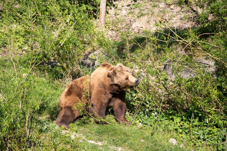 Bärenpark Bern Switzerland