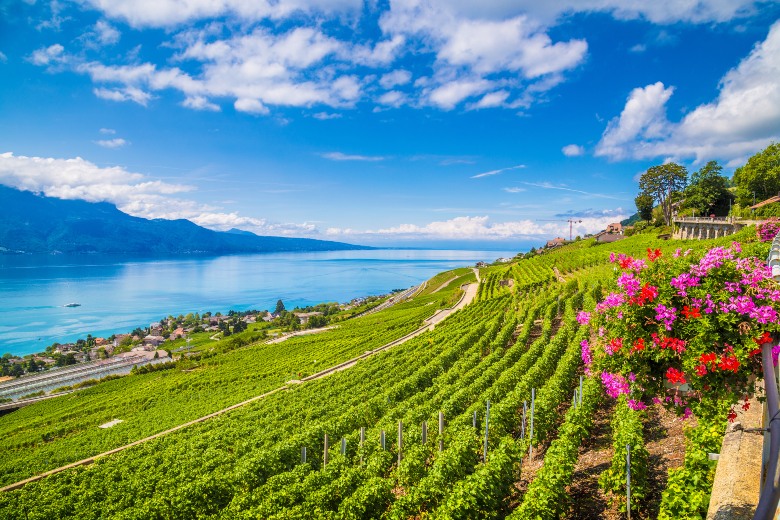 Lavaux Vineyard Montreux Switzerland