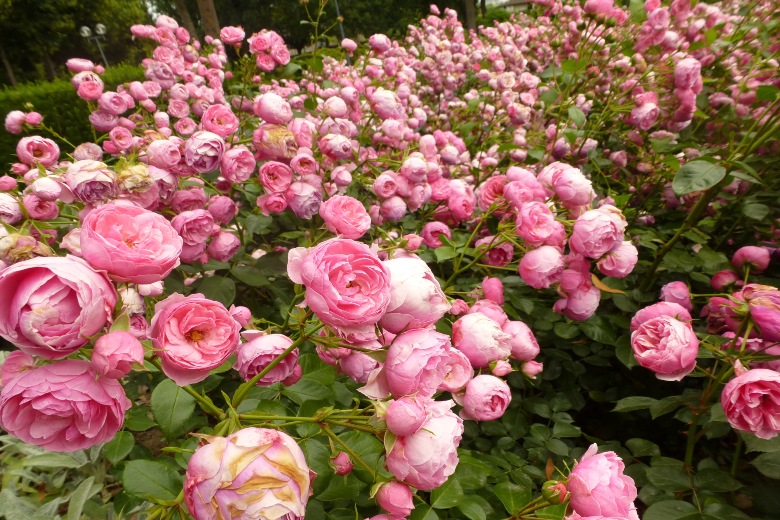 Rosengarten - Rose Garden Bern Switzerland