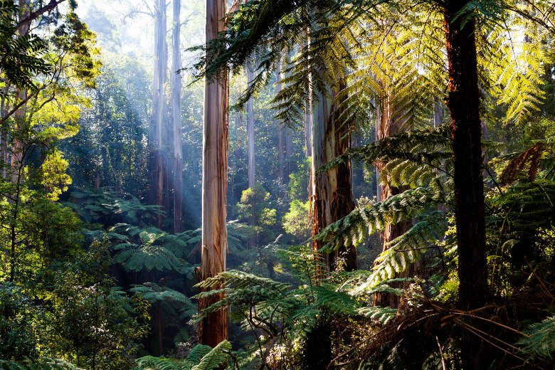 The Dandenong Ranges Melbourne