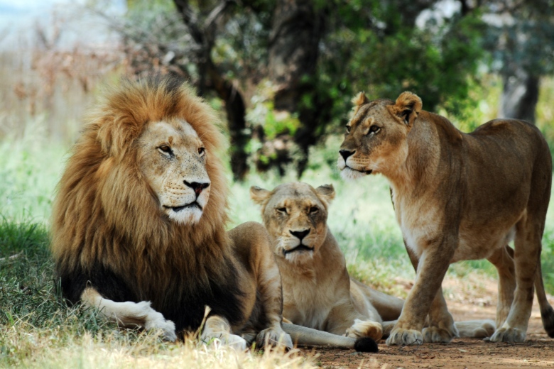 The Johannesburg Lion and Safari Park Johannesburg