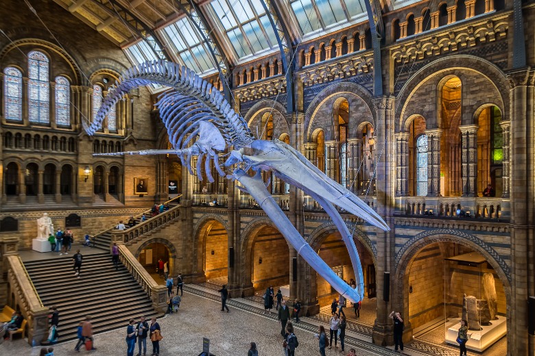 The-Natural-History-Museum-London.jpg