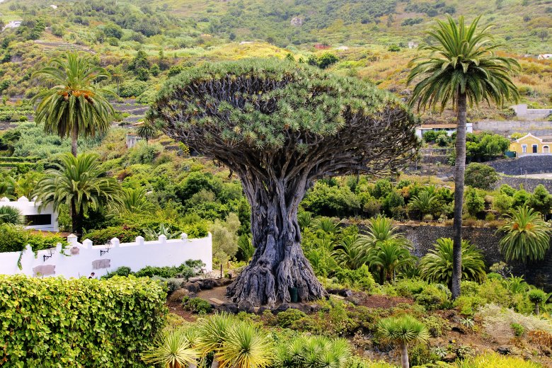 DRAGON TREE Tenerife