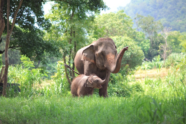 Day 6 - Ethical Elephant Home Tour (1)