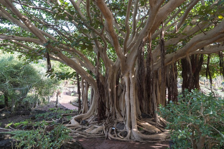 JARDÍN BOTÁNICO CANARIA VIERA Y CLAVIJO Gran Canaria