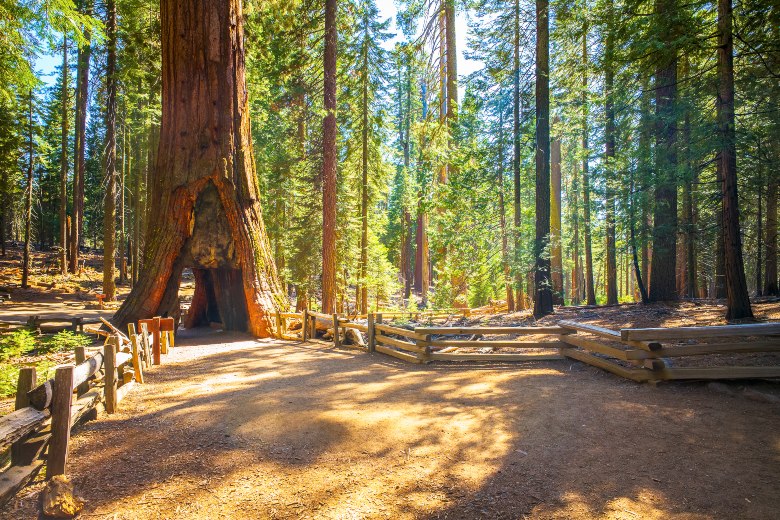 Redwood National Park California (1)