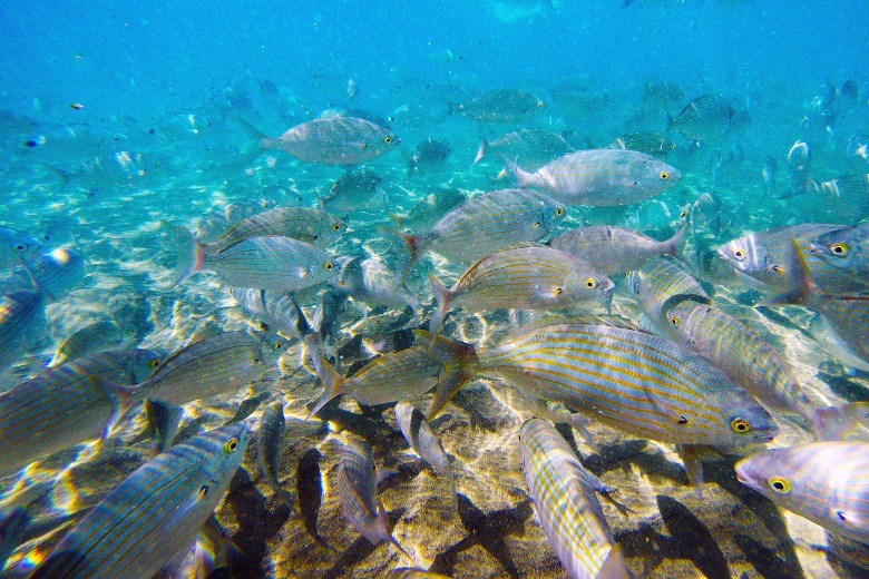 SNORKELLING Gran Canaria