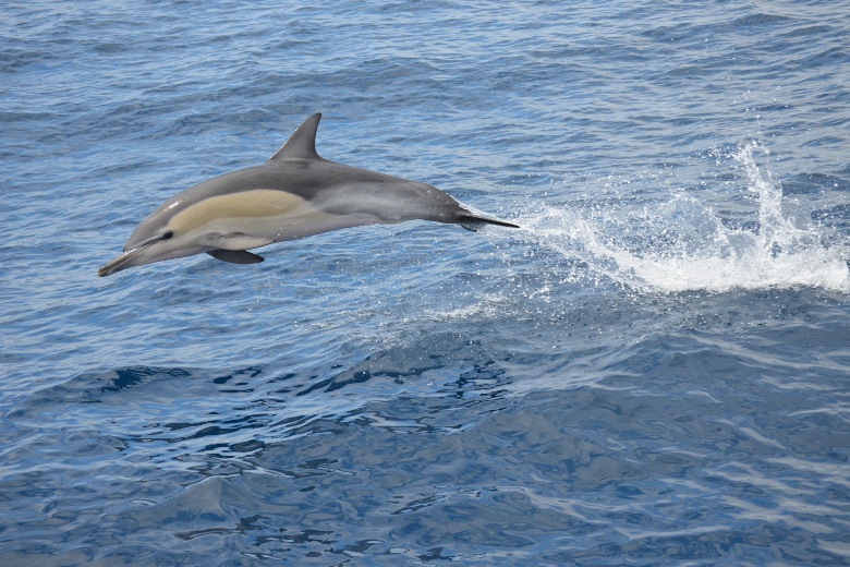 Day 4 - Whale & Dolphin Watching Cruise (1)