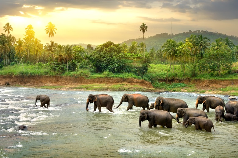 Some Of The Best Things To Do In Sri Lanka