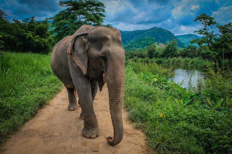 Ngapali Elephant Sanctuary Mynmar