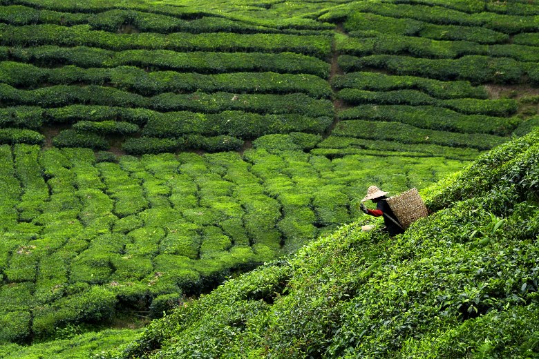 The Tea Industry Sri Lanka