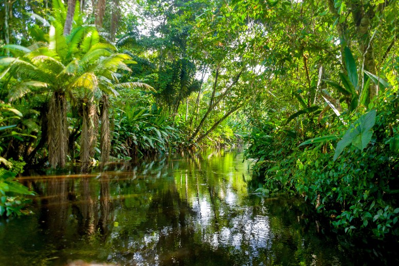 Amazon Jungle Peru