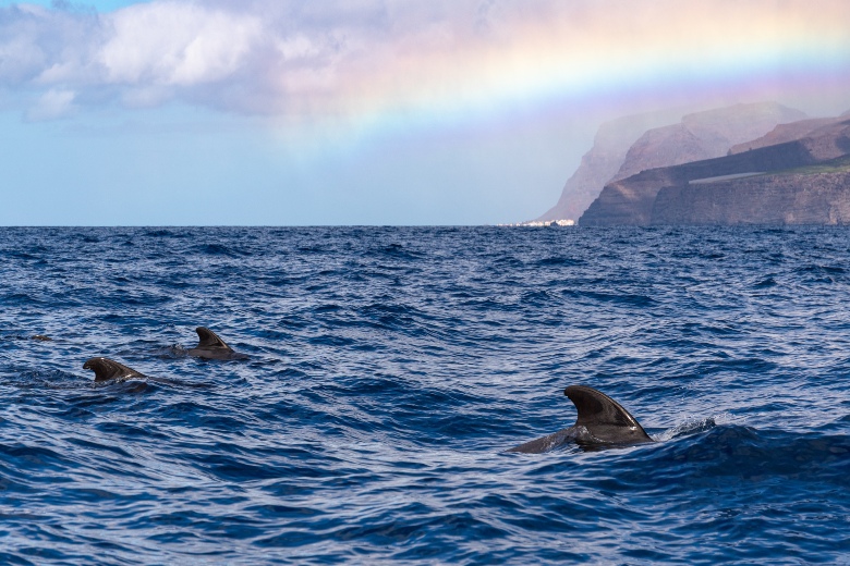 Dolphins and Whales Canary Islands Spain