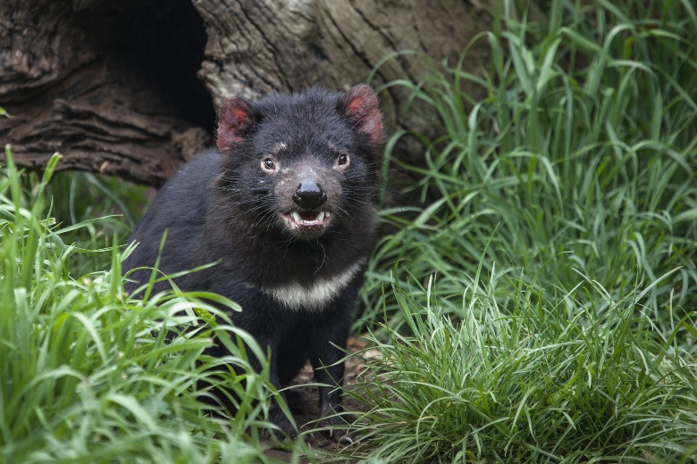 Wildlife Australia