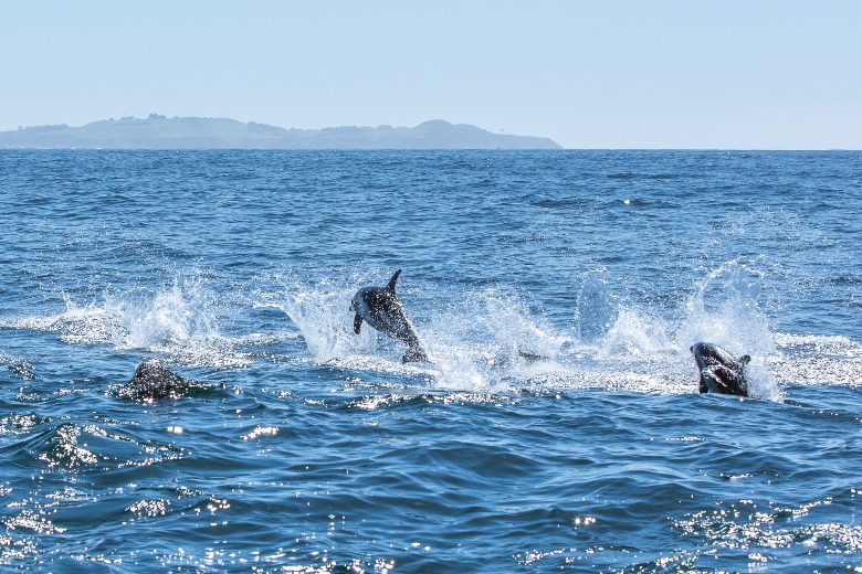 Kaikoura Christchurch