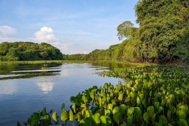 Pantanal Brazil