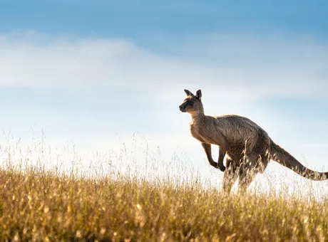 Kangaroo Island Australia - Travel Guide